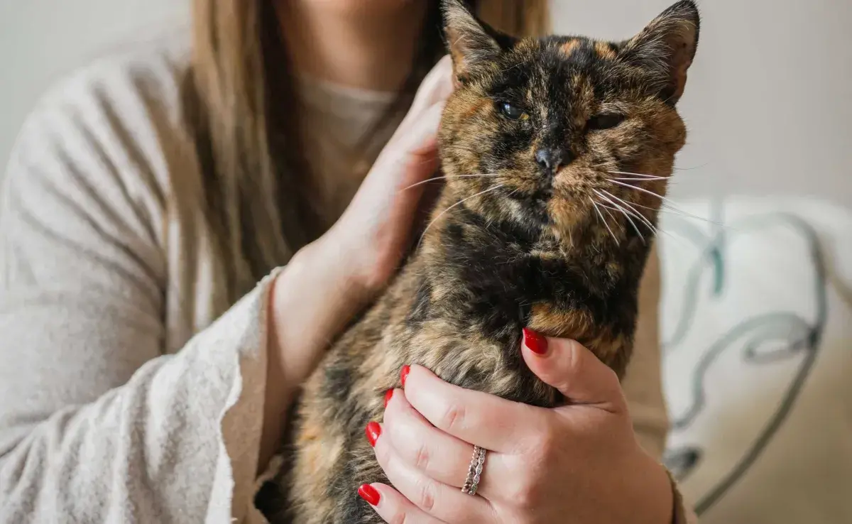 Flossie la gatita más vieja del mundo. Foto: Google/Muy Interesante