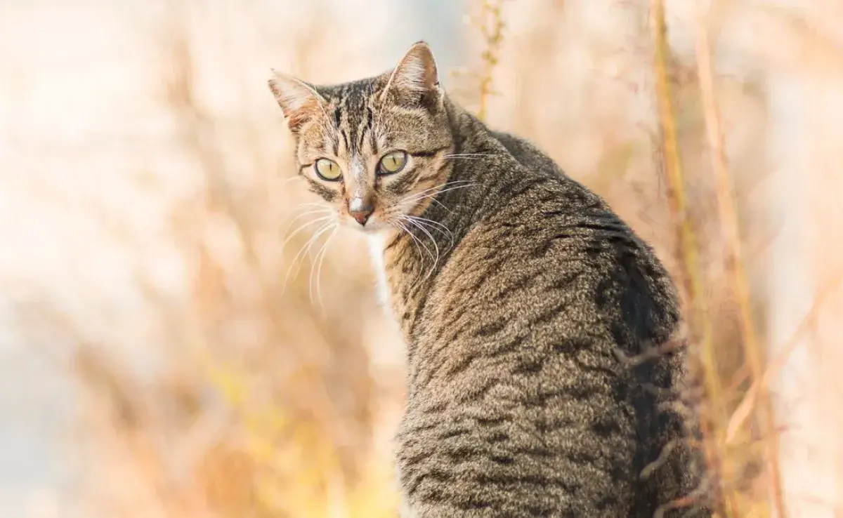 El embarazo de una gata, suele ser de dos meses, de 63 a 65 días y a veces requerirá de cuidados especiales