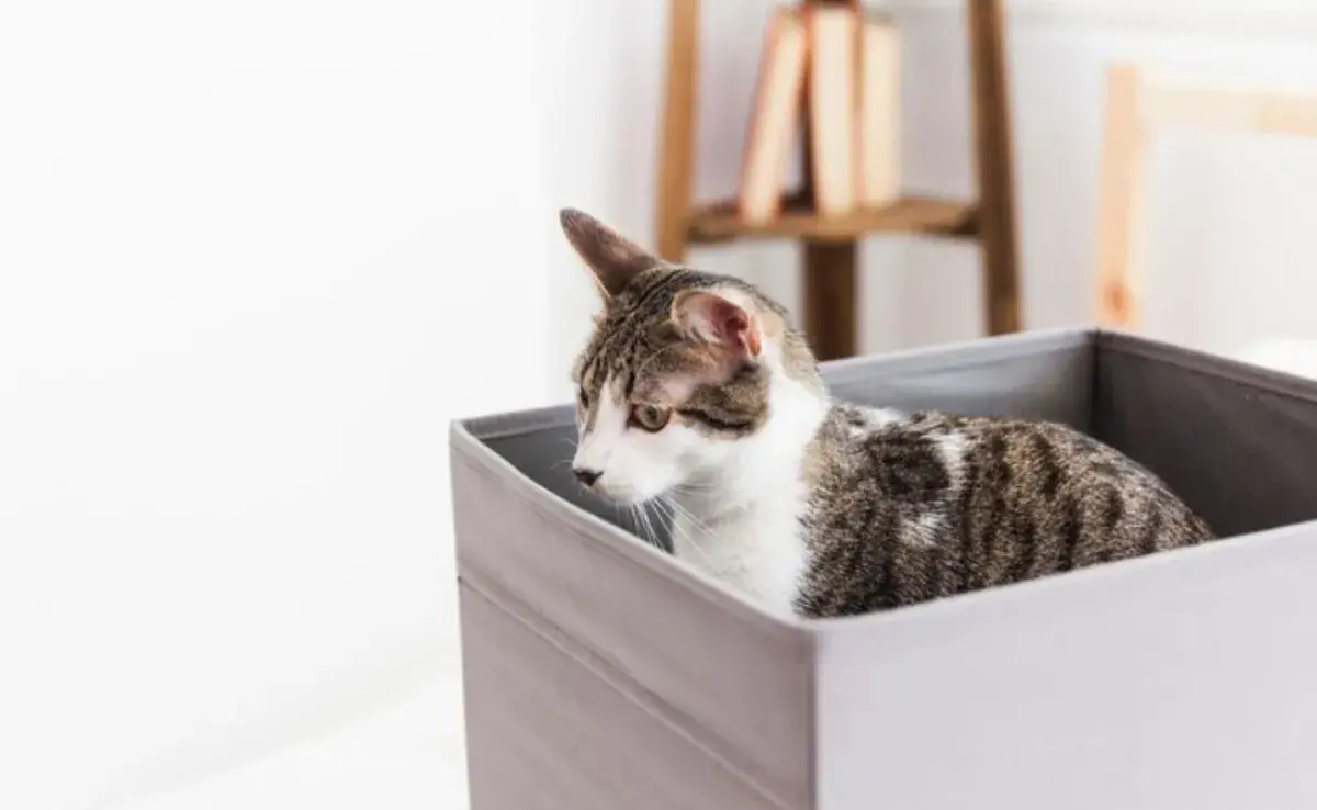 Los gatos aman las cajas y te decimos porqué