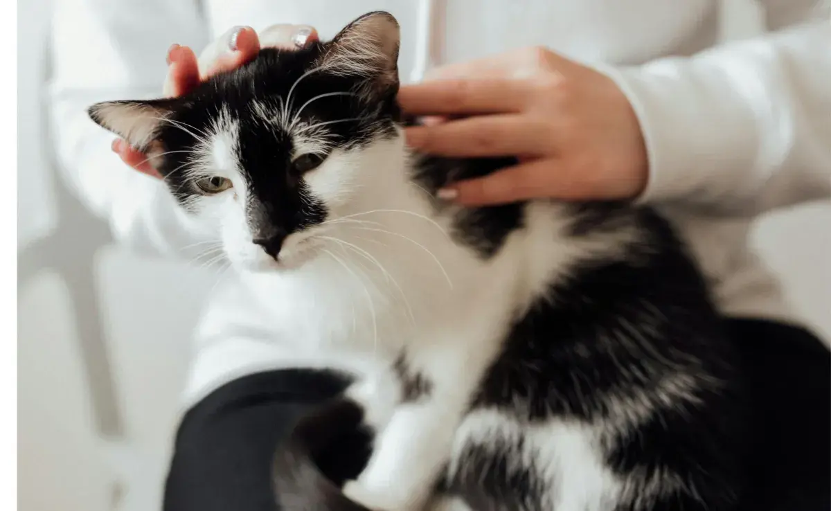 Mujer acariciando a un gato. Foto: Pexels/Arina Krasnikova