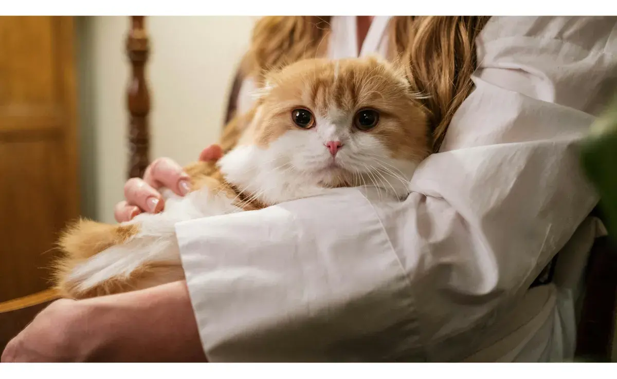 Gato naranja con blanco. Foto: Pexels/cottonbro studio