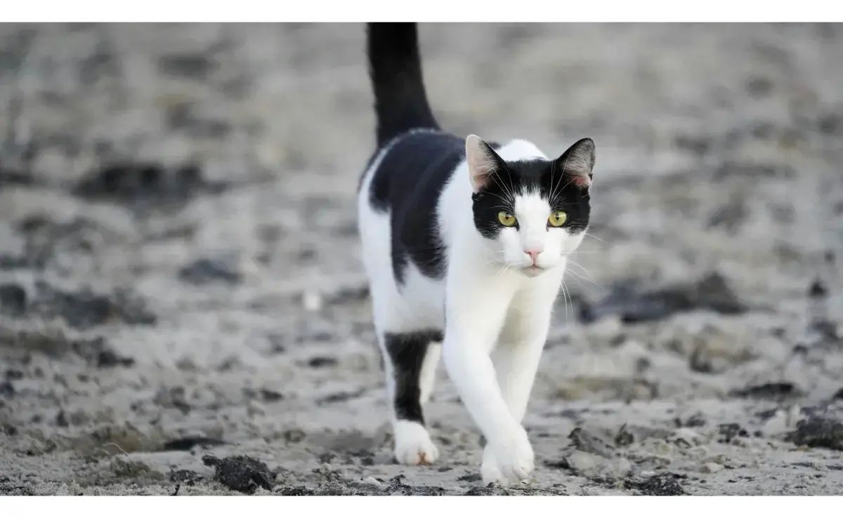 Gato blanco con negro caminando. Foto: Pexels/Patrick Schulze