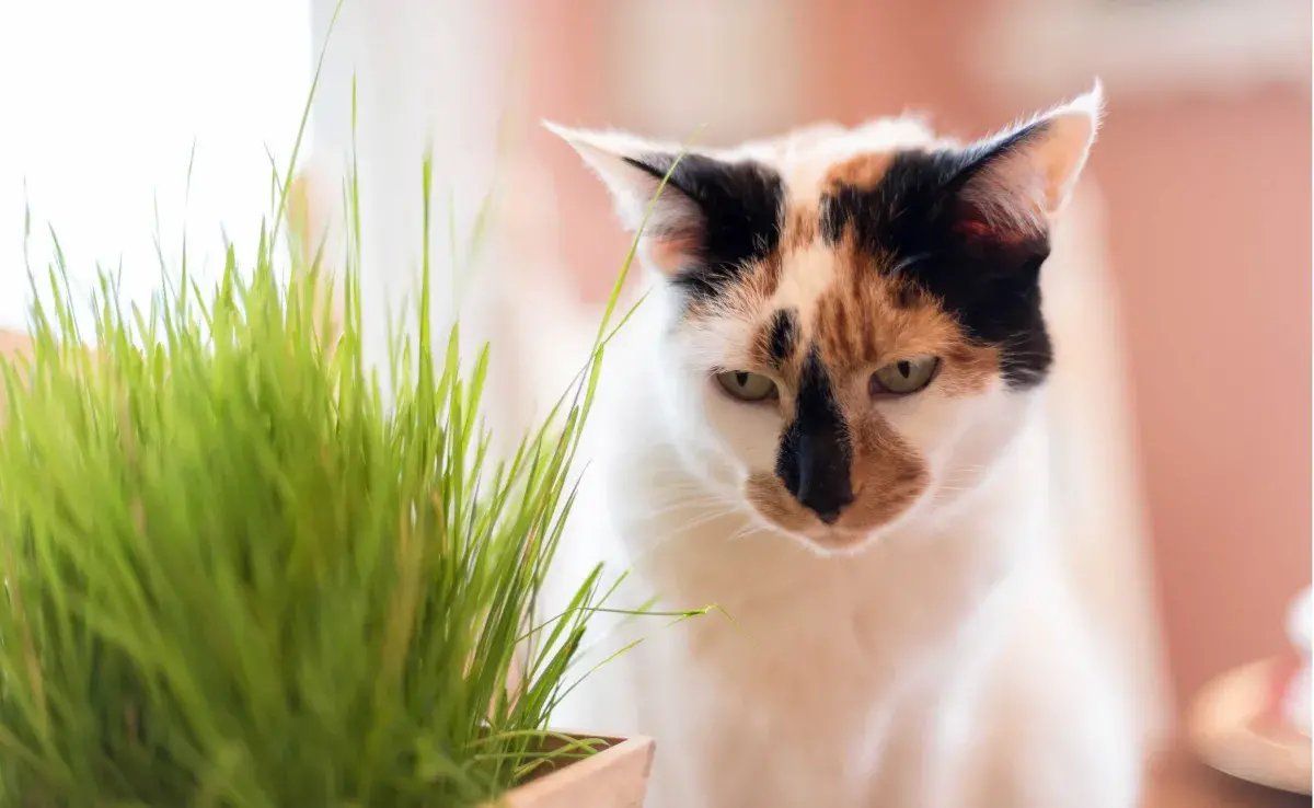 Gato enojado viendo una planta. Foto: Envato/ krisprahl