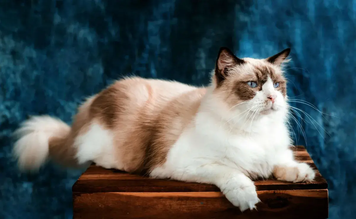 Gato largo de ojos azules Foto: Pexels/Pet foto