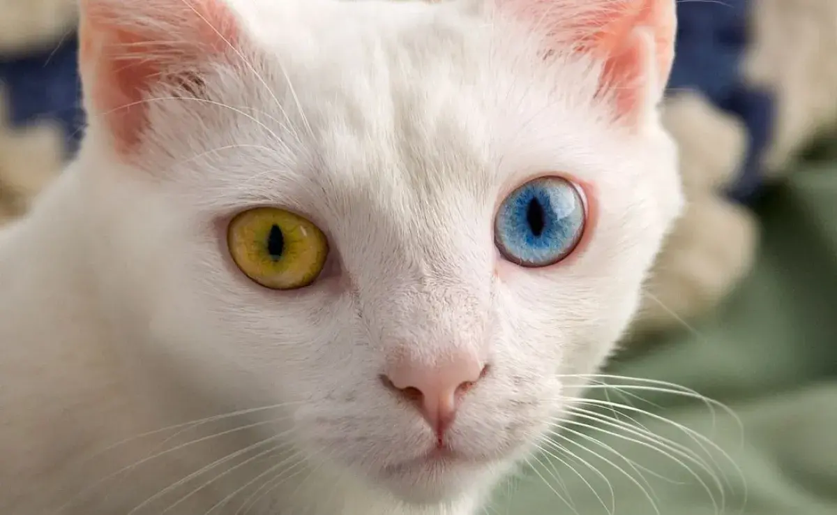 Gatos con diferente color de ojos