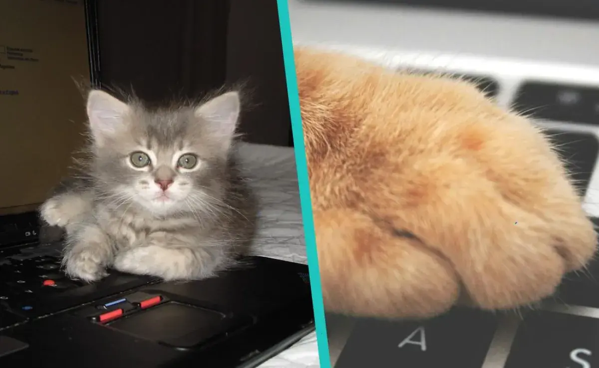 ¿Tu gato también se sube al teclado de la computadora? Esta es la razón