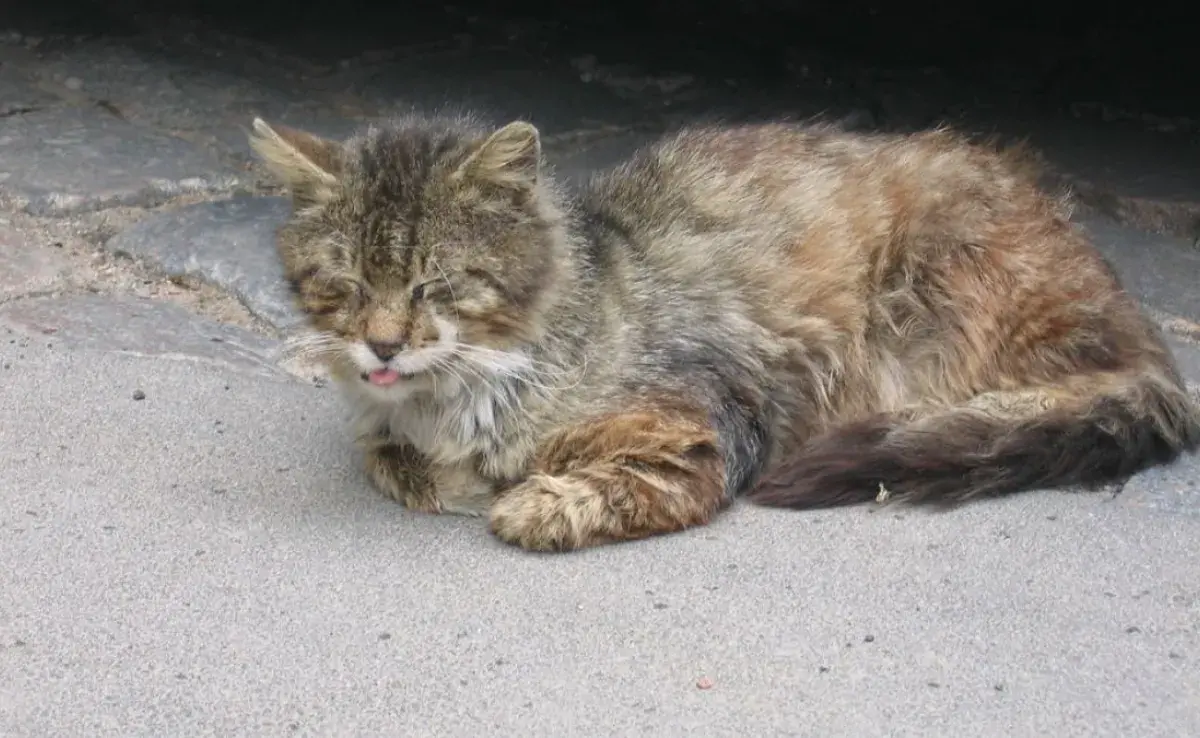 Leptospirosis en gatos ¿Altamente contagiosa?