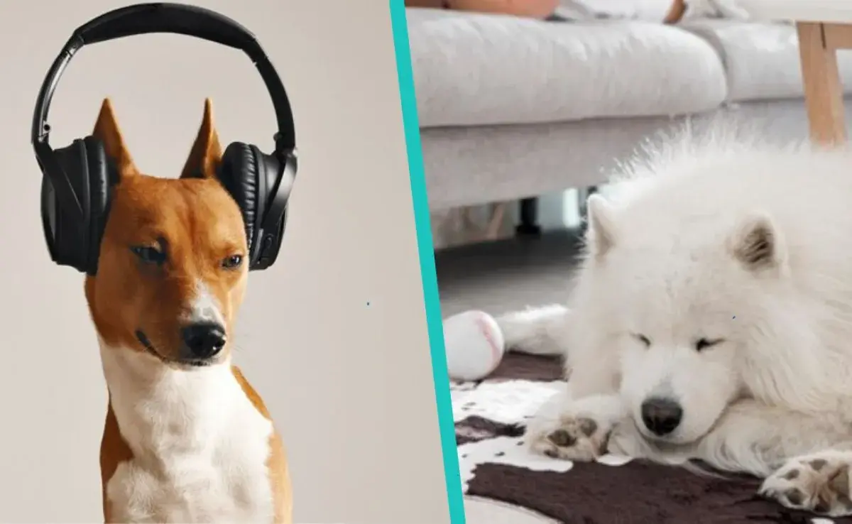 ste tipo de música reduce el estrés y la ansiedad en los perros, ¡lo dicen expertos!