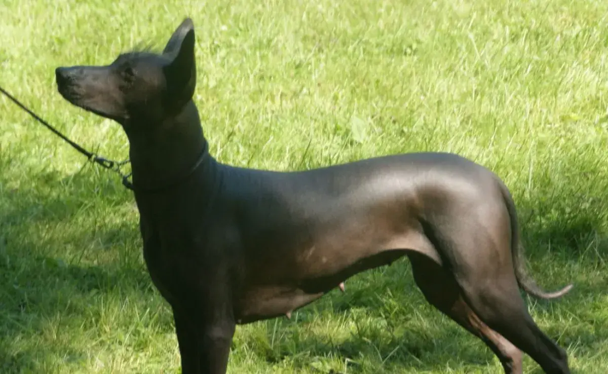 Nombres mexicanos para perros