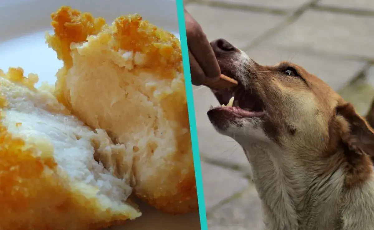 Receta de nuggets de pollo para perros con croquetas ¡Le va a encantar! 