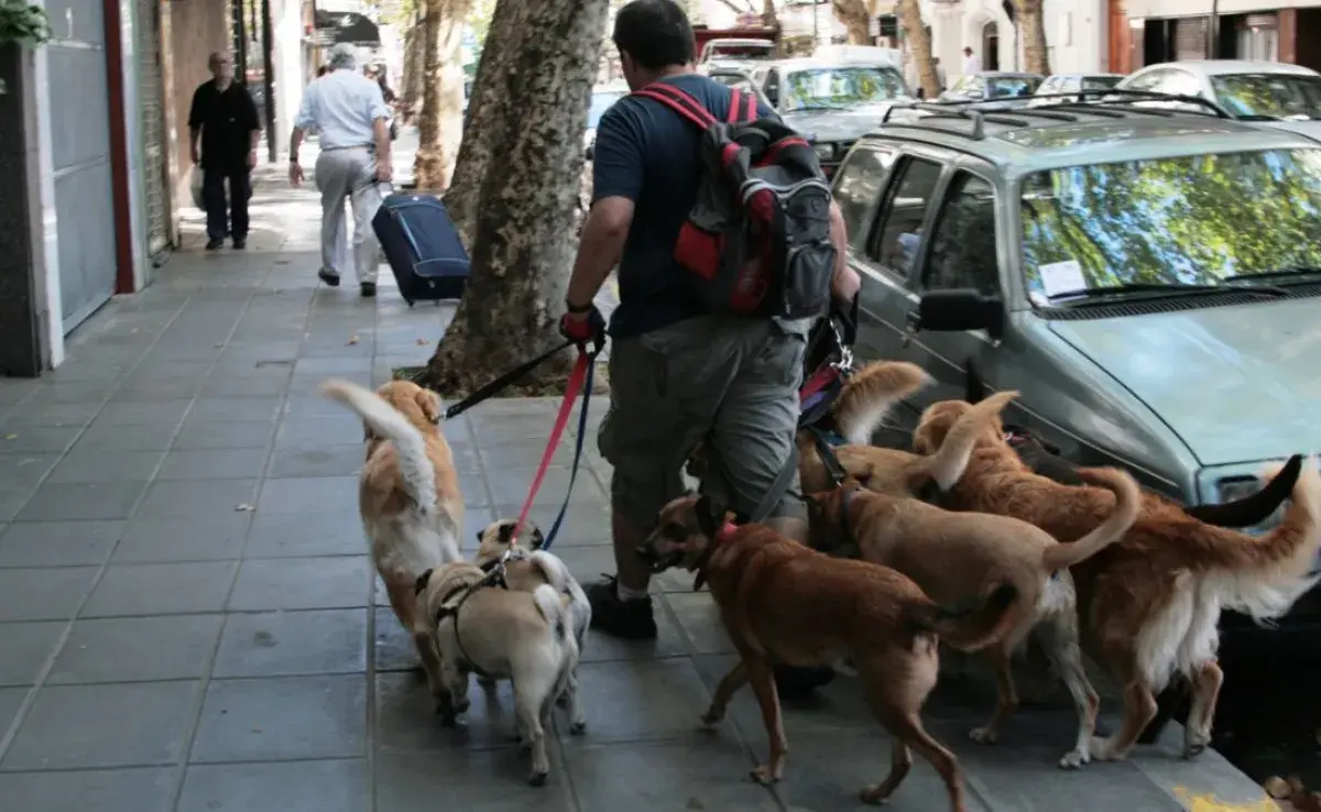 Certificación para paseadores de perros, ¿Para qué sirve?