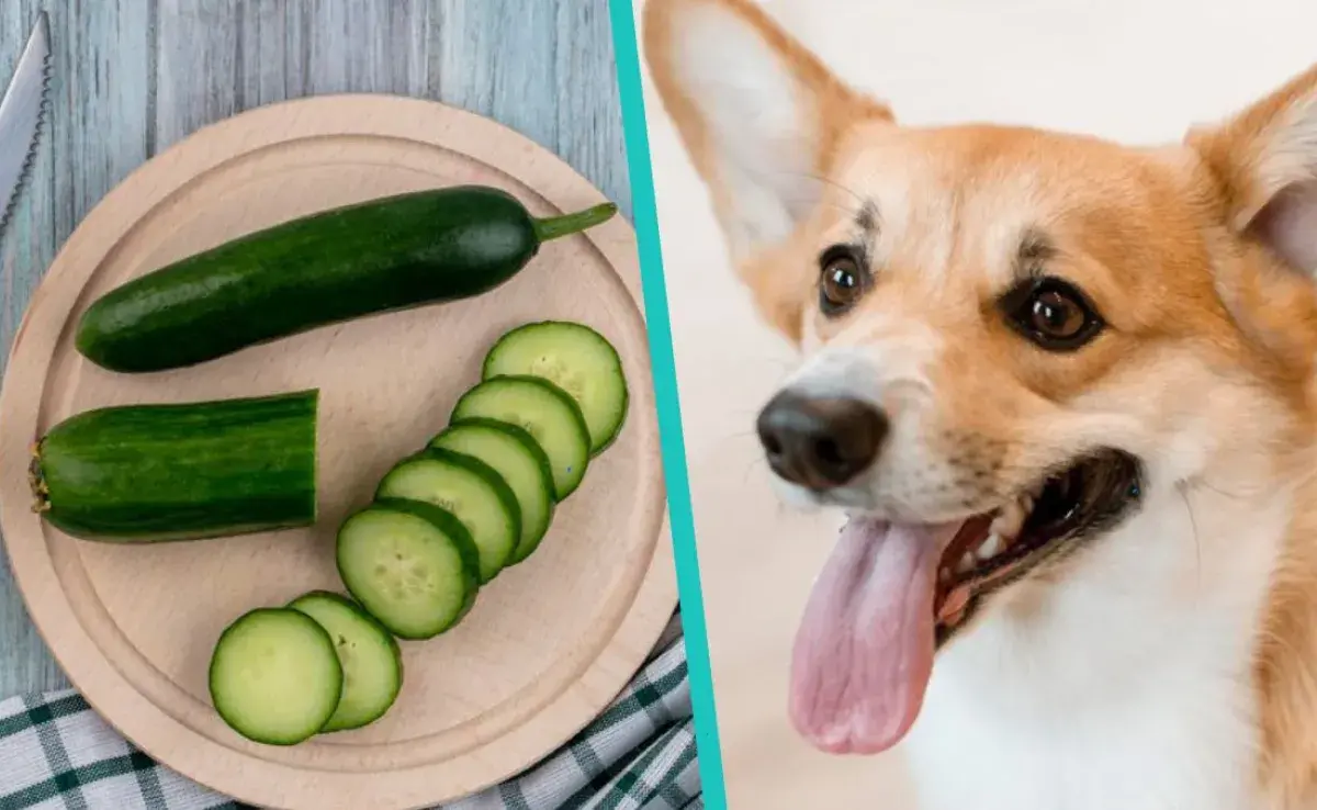 El pepino es la mejor verdura que le puedes ofrecer a tu perro, según los expertos