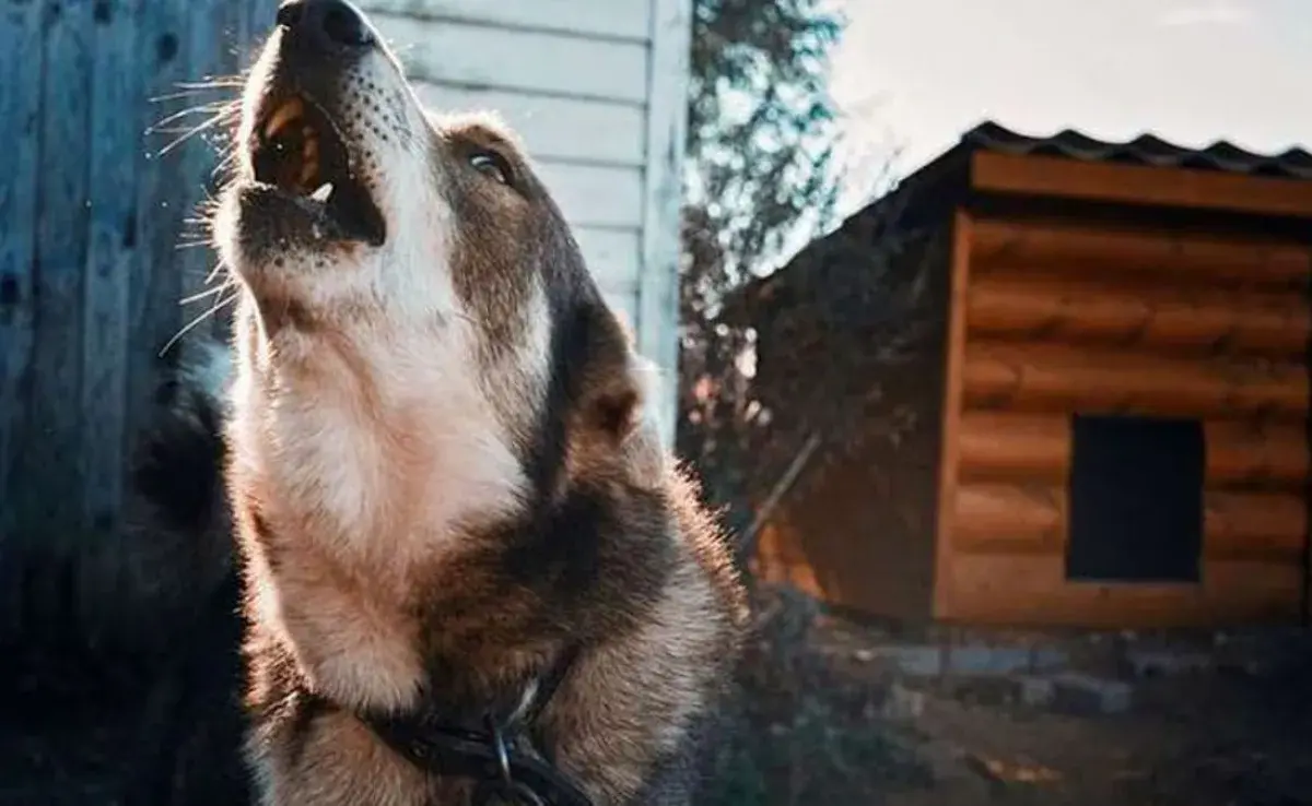 Por qué aúllan los perros