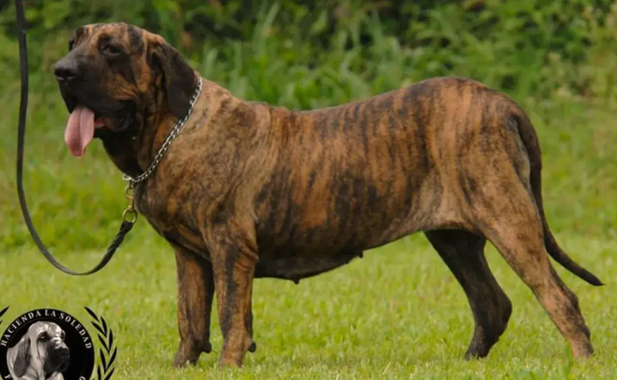 Perro Fila Brasileiro: El guardían que muchos sueñan por tener