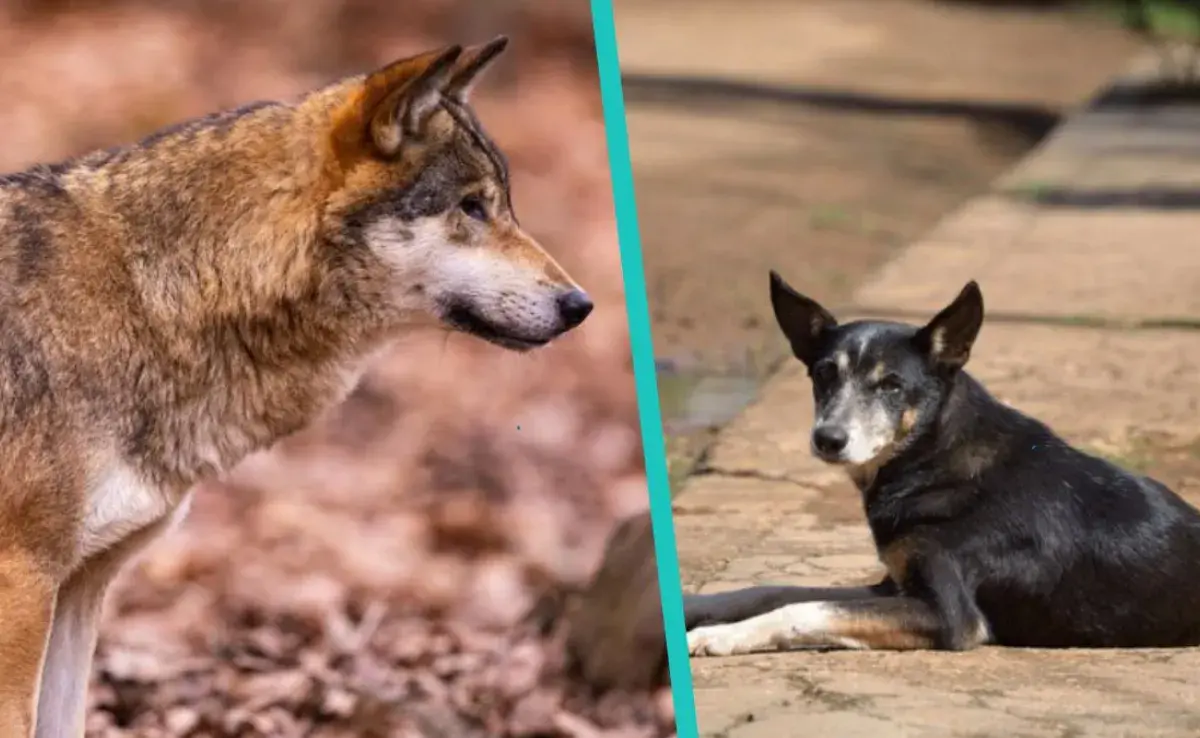 Diferencia entre lobo y perro, ¡No te confundas!