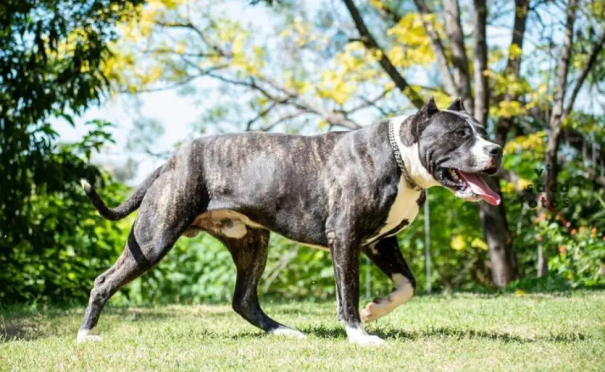 Características del perro Pampa