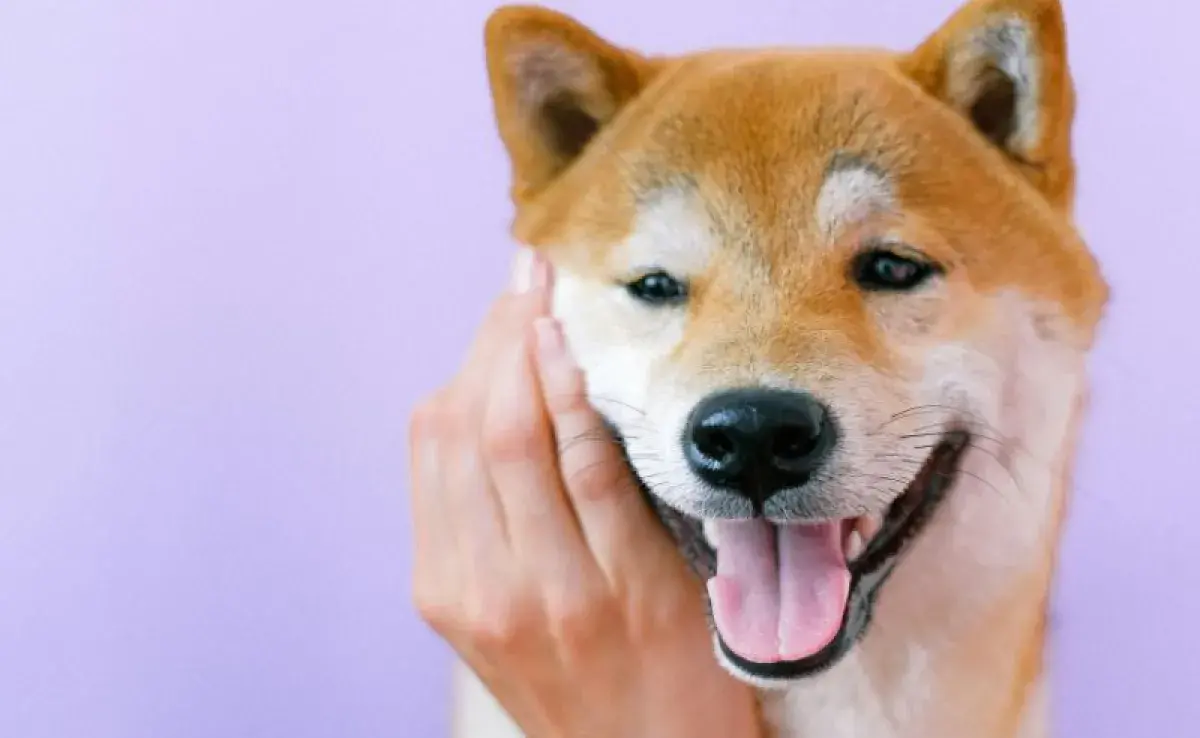 Perro Akita posando. Foto: Pexels/Anna Shvets