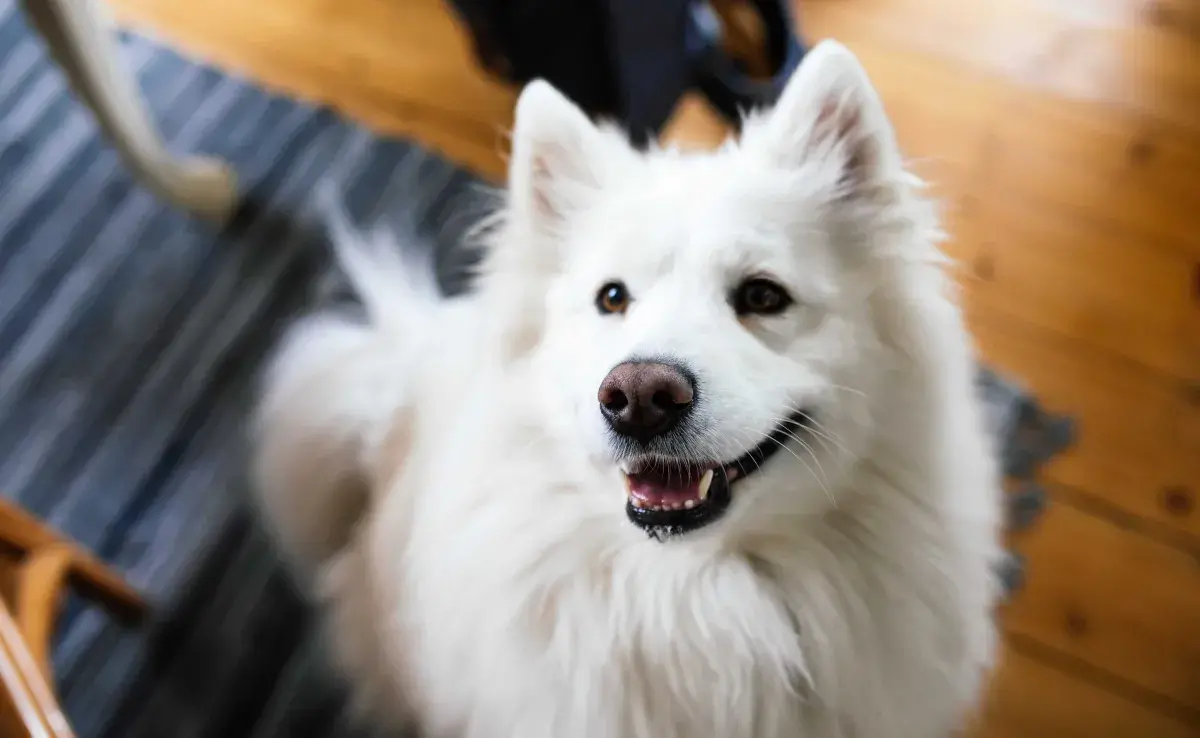 Perro Samoyedo sonriendo. Foto: Envato/andrisbarbans