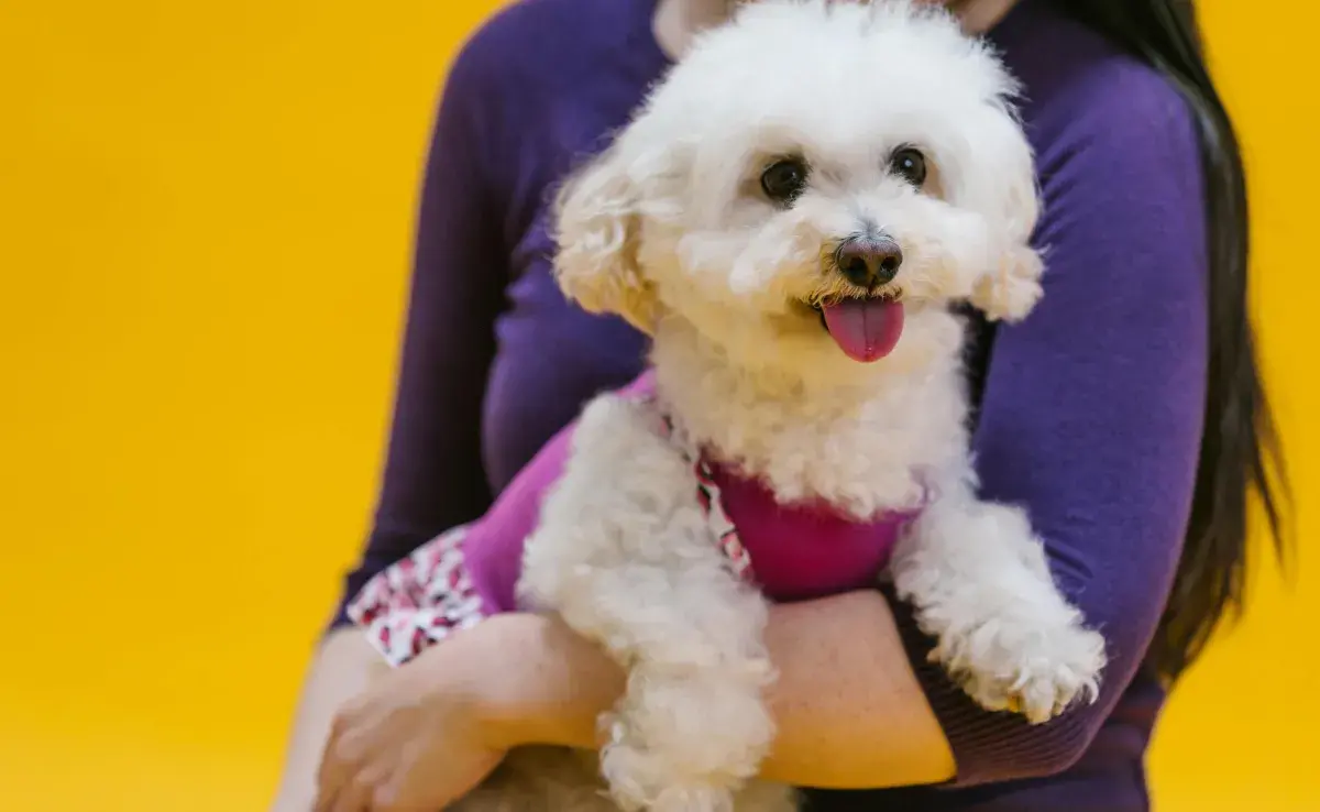 Mujer cargando un perro caniche. Foto: Pexels/RDNE Stock project