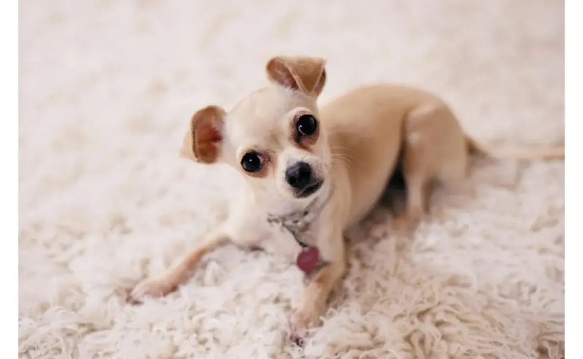 Perro de raza Chihuahua acostado mirando a la cámara. Foto: Pexels/ wkn