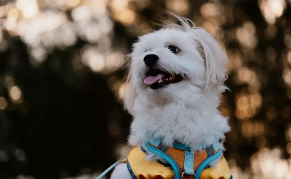 Perro blanco con lengua de fuera. Foto: Pexels/Ayyeee Ayyeee