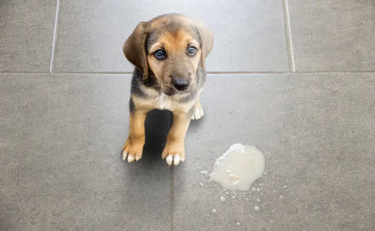 Perro con su vómito. Foto: iStock/Cunaplus_M.Faba