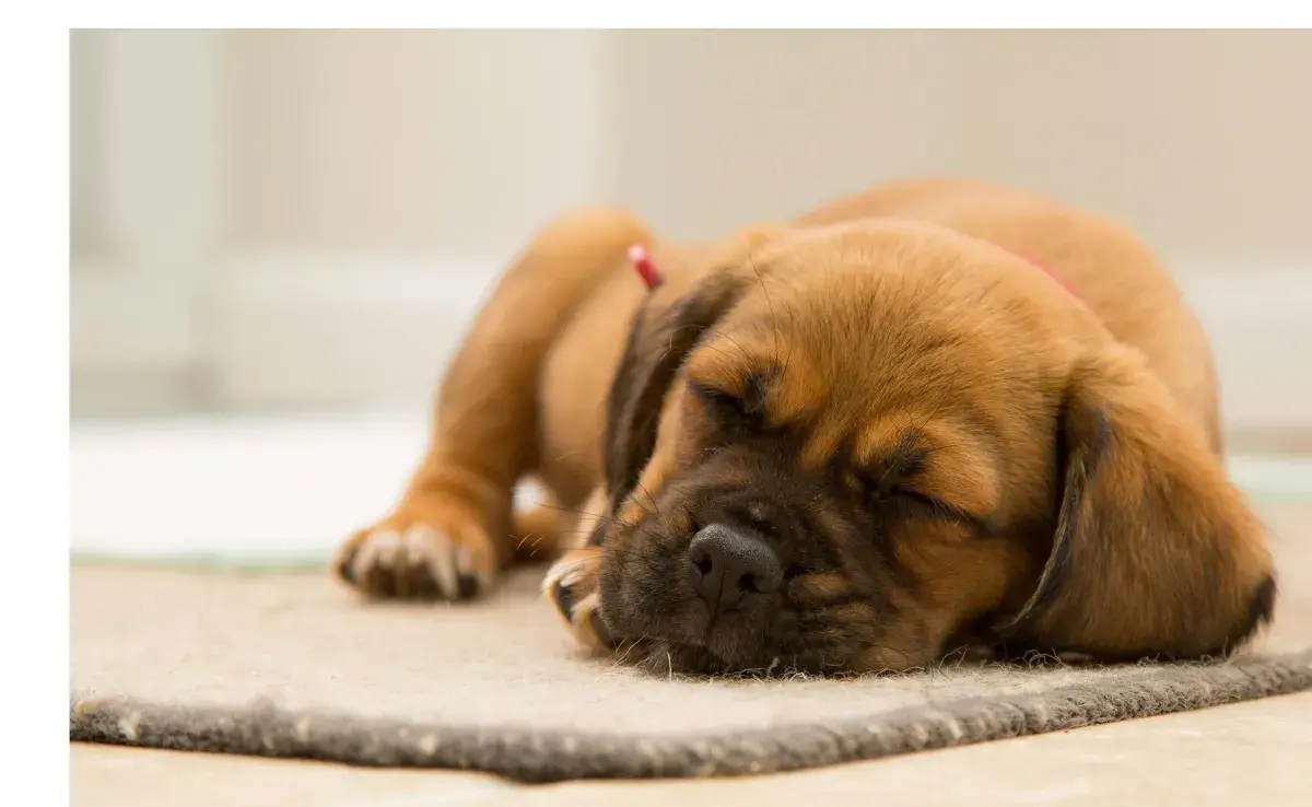 Perro durmiendo sobre un tapete. Foto: Pexels/Torsten Dettlaff