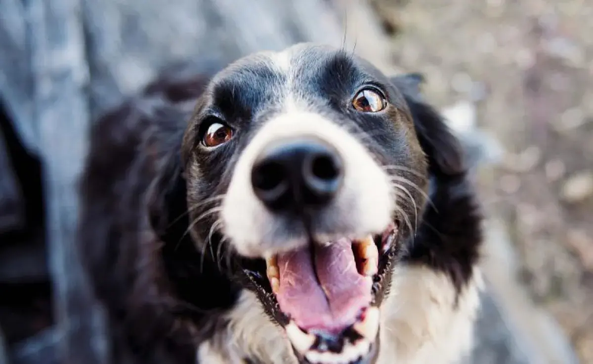 Perro feliz. Foto: Pexels/Kat Smith