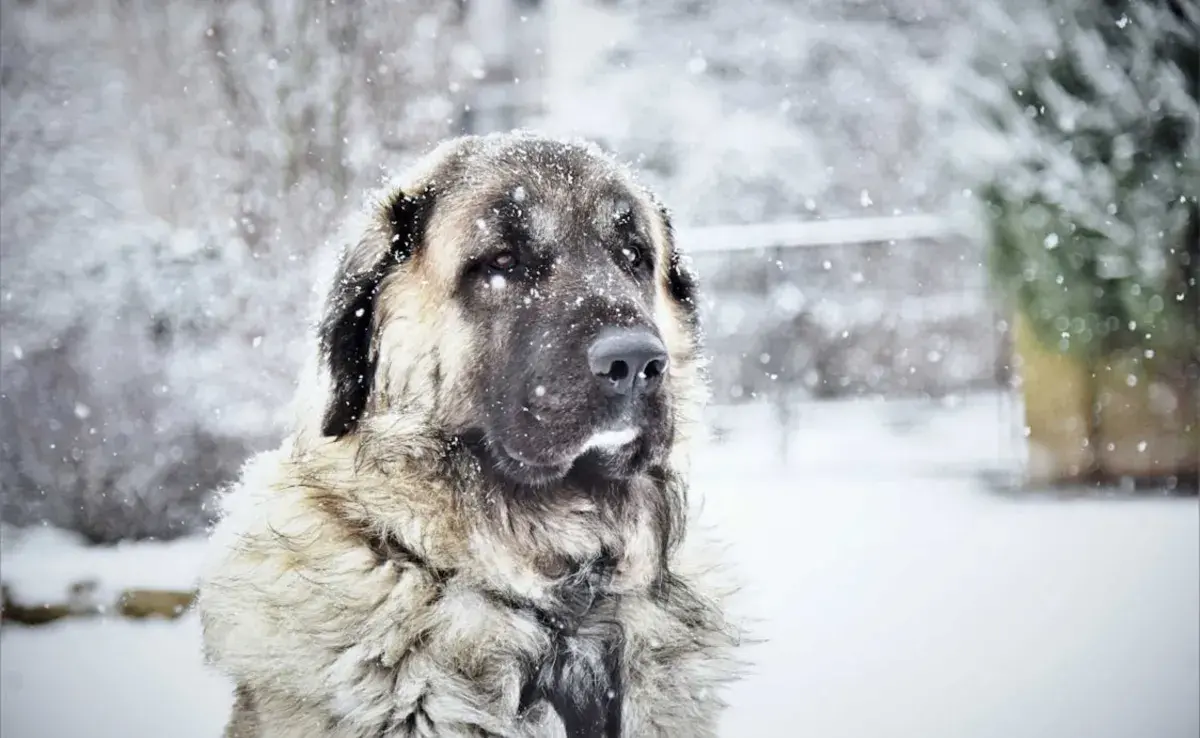 Perro Kangal Turco en la nieve. Foto: Pexels/Jozef Fehér