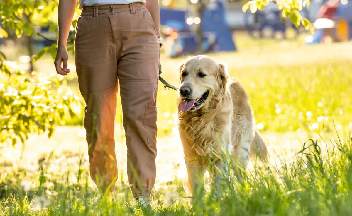 Perro Golden Retriever paseando. Foto: Envato/AFGreen