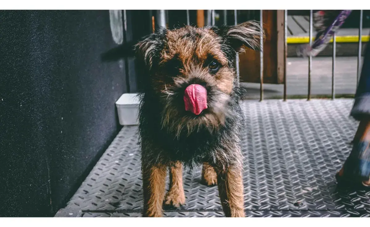 Perro con la lengua de fuera. Foto: Pexels/ Darcy Lawrey