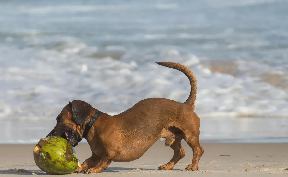 Perro salchicha en la playa. Foto: Pexels/Bruno Ticianelli