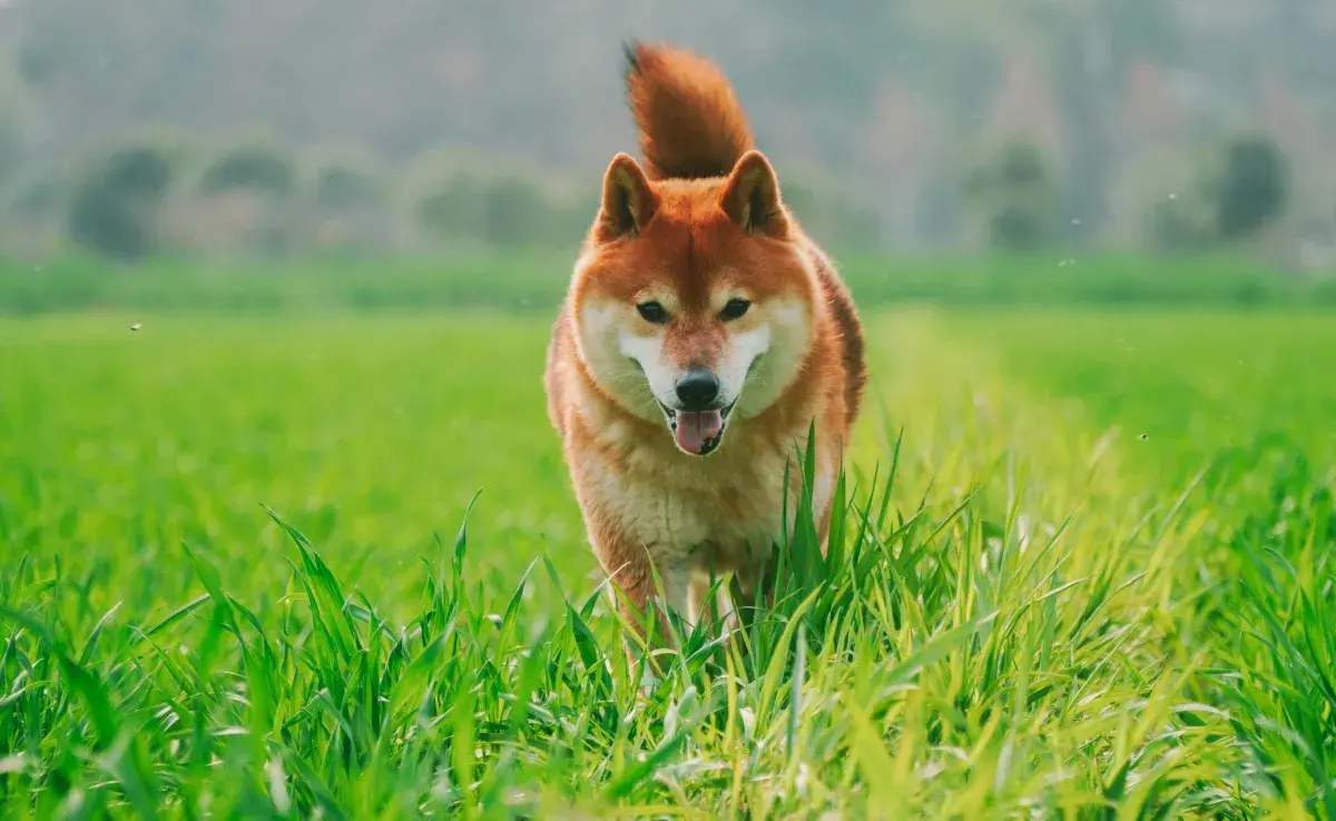 Perro caminando por el pasto. Foto: Pexels/Annalise Keating