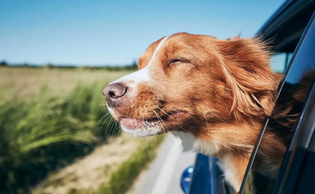 Perro viajando en coche. Foto: Envato/Chalabala