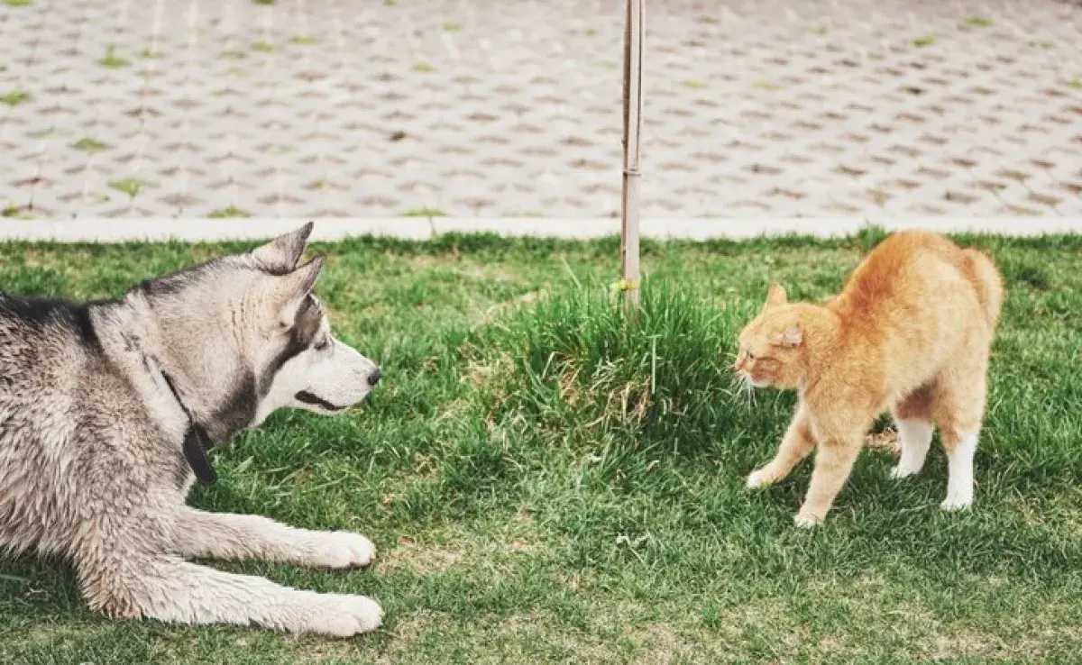 Rivalidad entre perros y gatos, mito o realidad