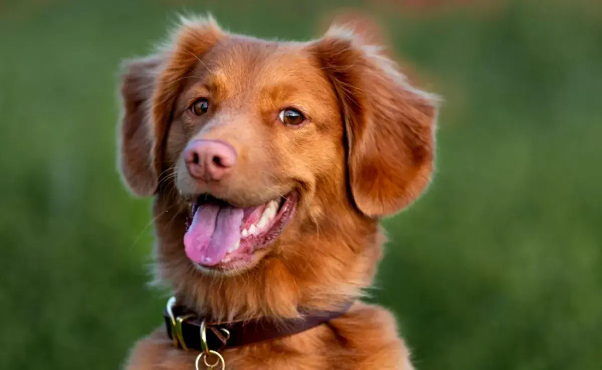 Así es como puedes alargar la vida de tu perro, según expertos