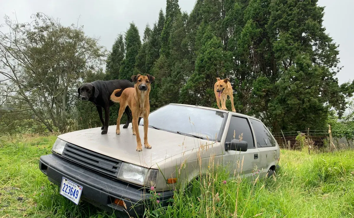 Perros sobre un coche viejo. Foto: Pexels/Jean Paul Montanaro