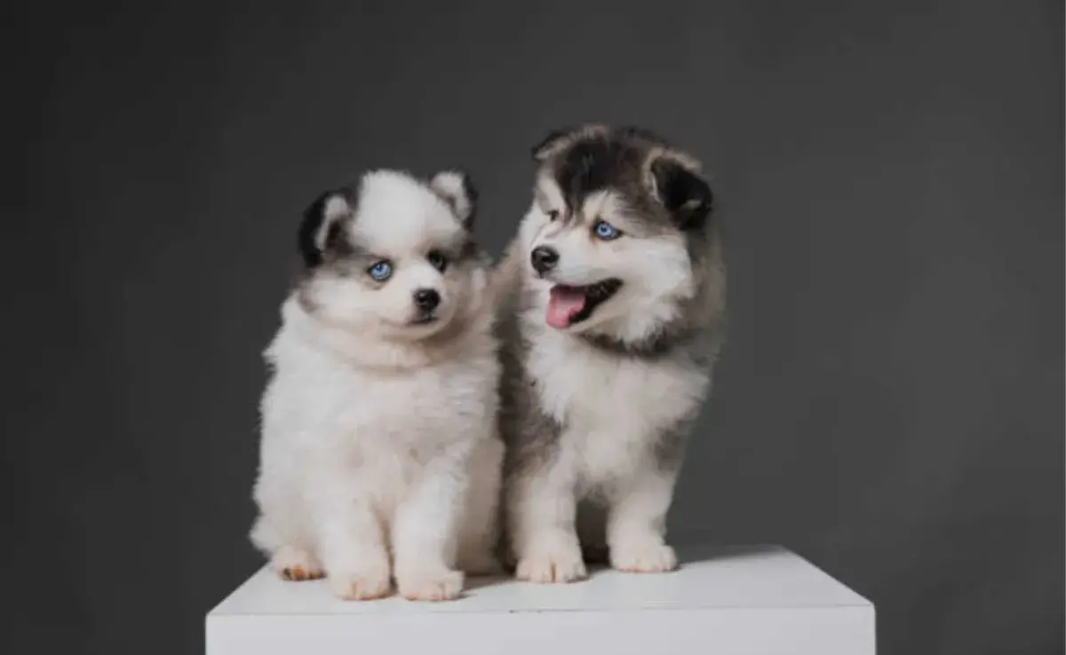 Dos Perros Pomskies. Foto: Foto: iStock/Victor Ataide