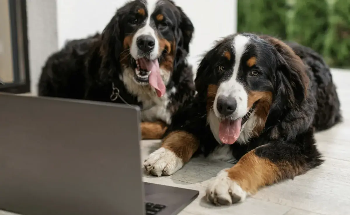 Perros viendo la computadora. Foto: Pexels/Alena Darmel