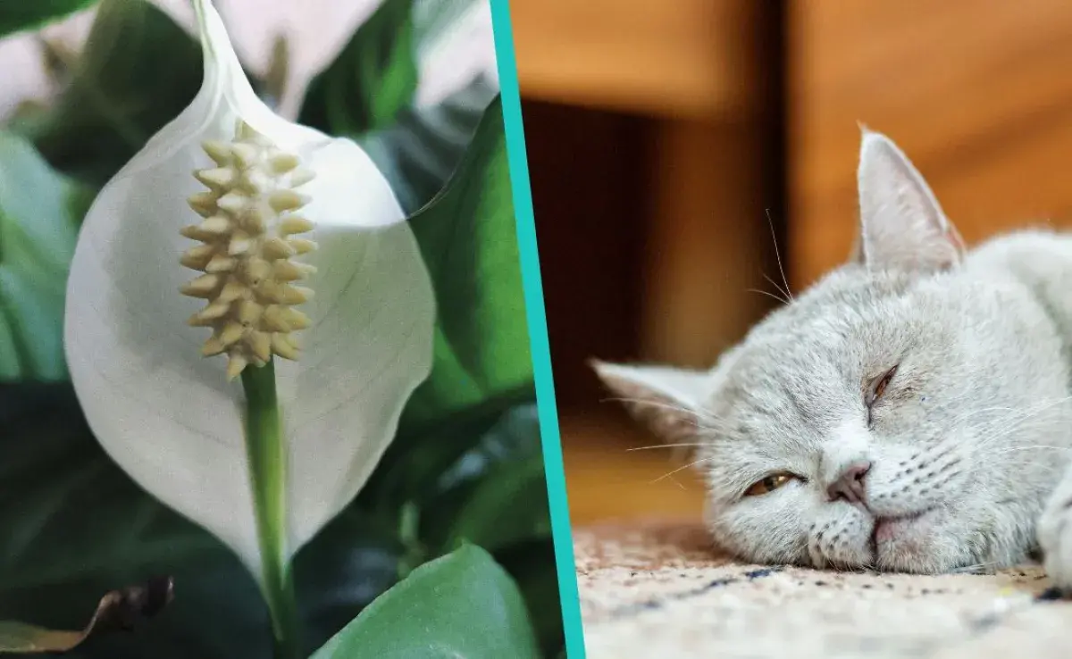 Esta es la planta más popular, pero peligrosa para los gatos