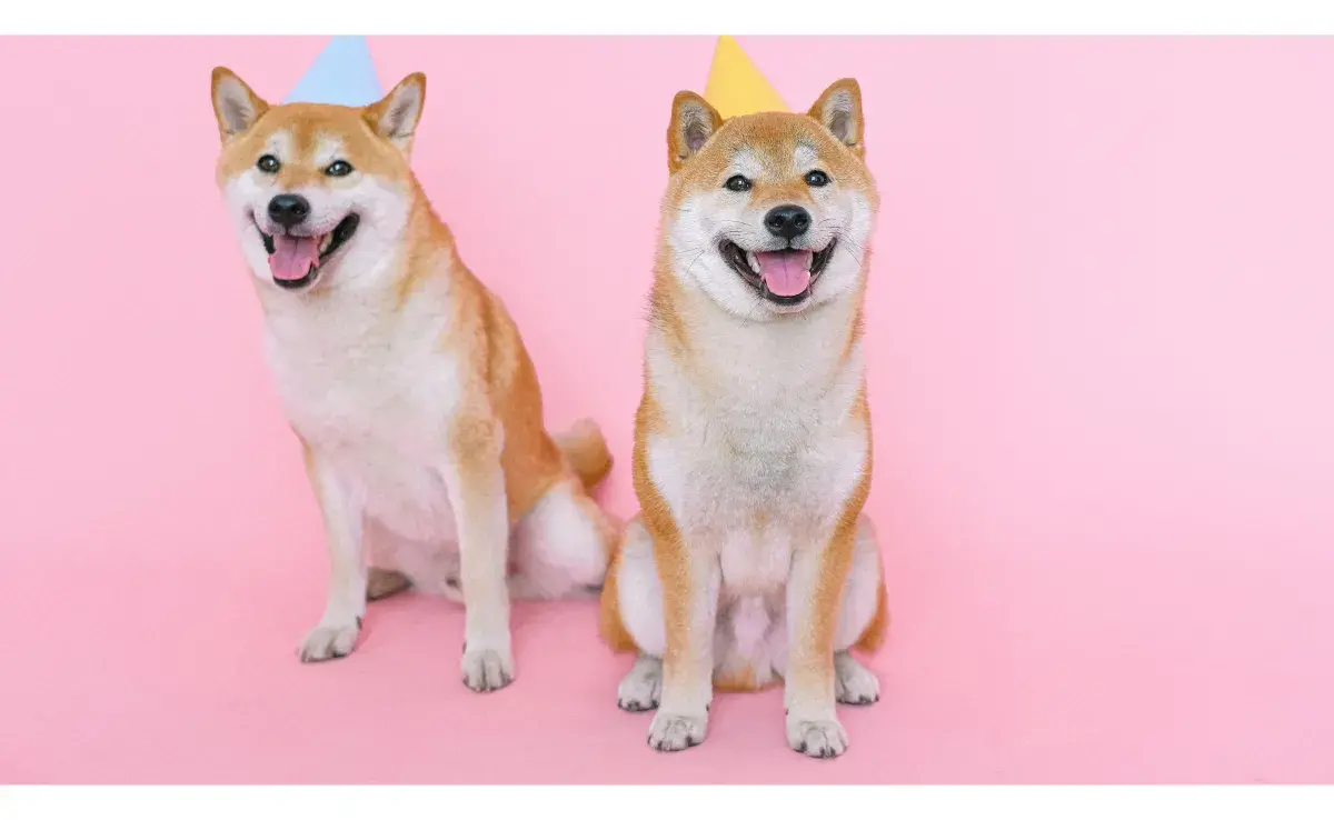 Los Shiba Inu son alegres, pero testarudos. Foto: Pexels/ Anna Shvets