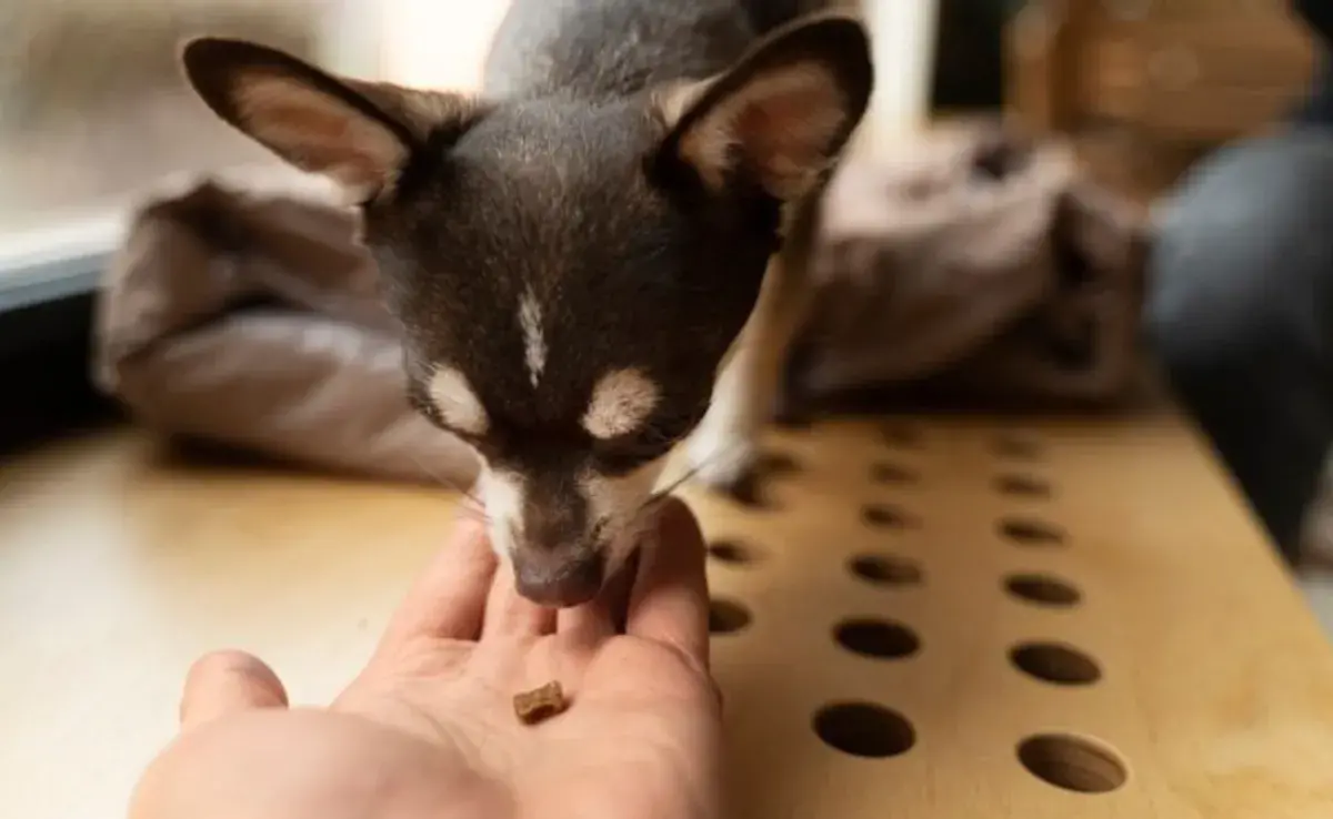 Suplementos naturales para perros que puedes tener en casa