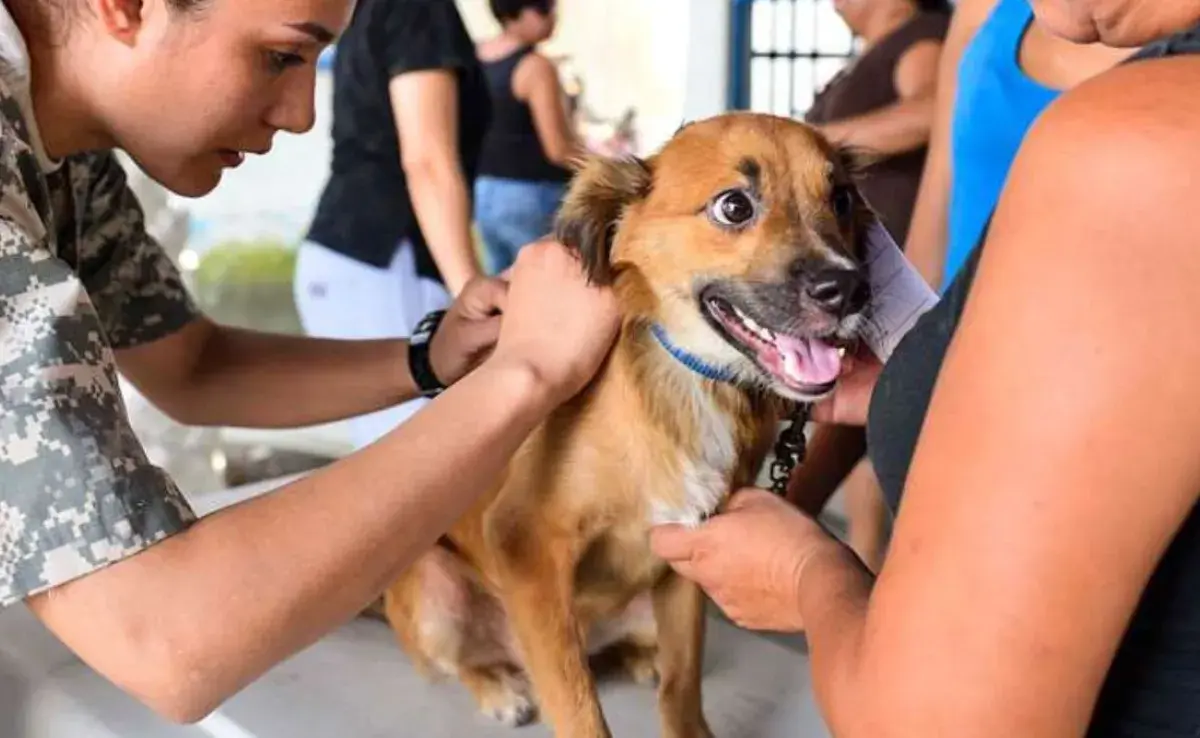 Autorizan en Argentina una vacuna genéticamente modificada para prevenir el moquillo y el parvovirus en mascotas