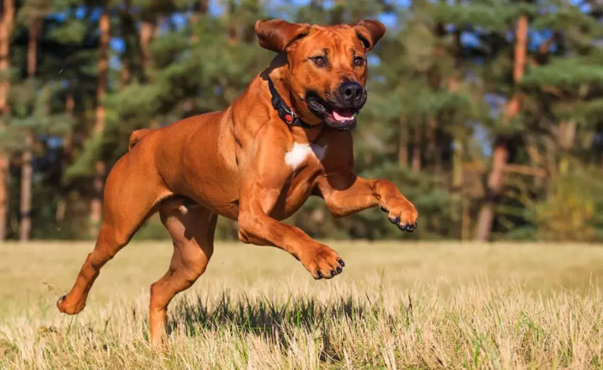  A esta raza de perro se le conoce como el cazador de leones