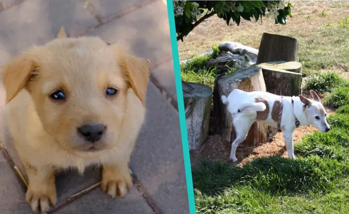 ¡Entrena a tu perro para que aprenda a hacer pipí en 2 semanas!