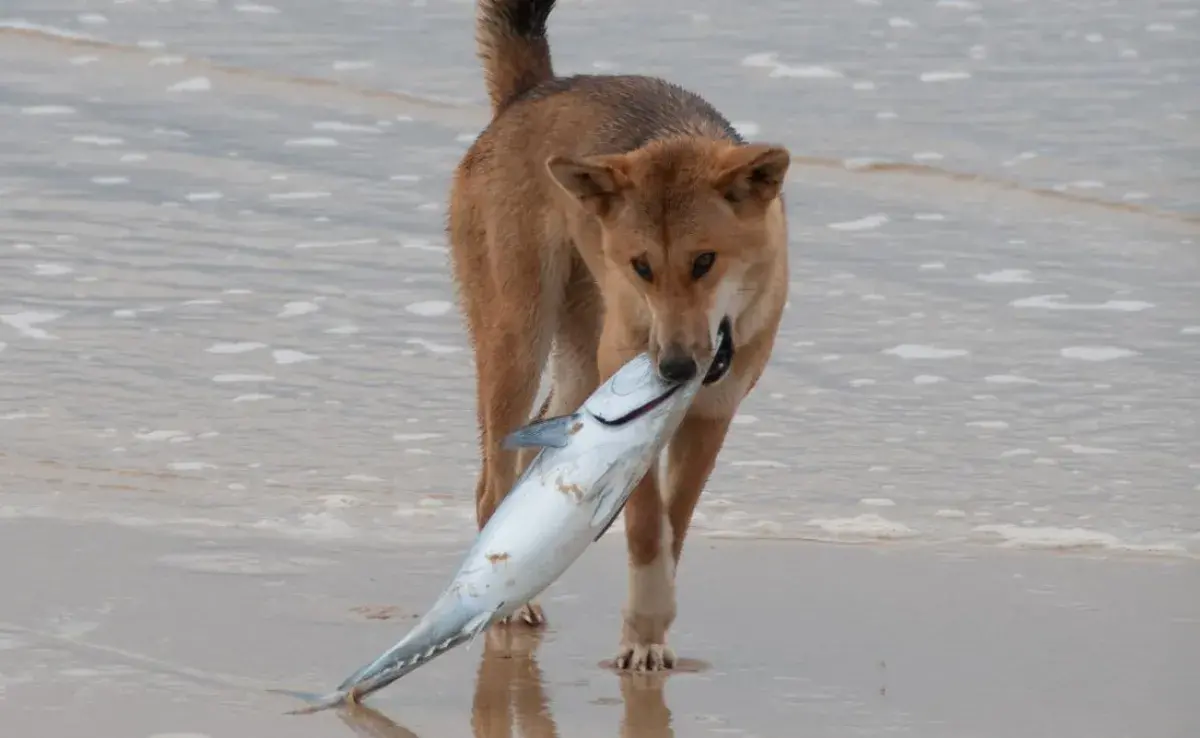 ¿Los perros pueden comer pescado?