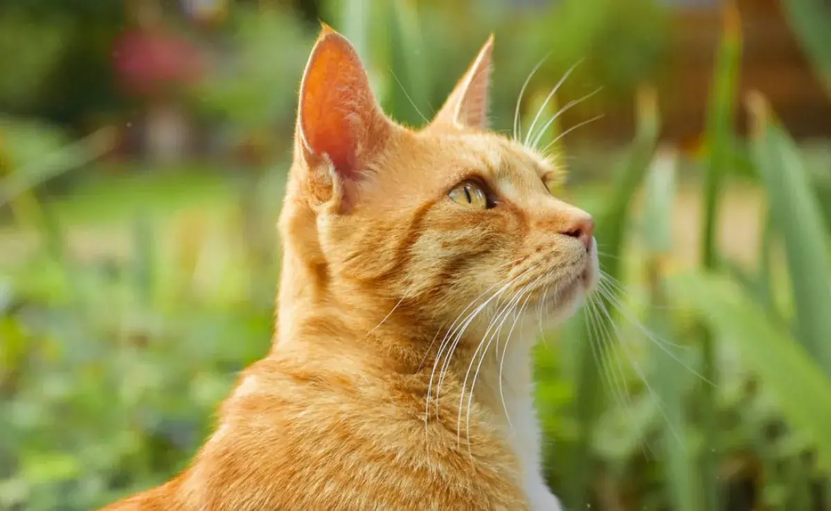 ¿Por qué se les dice "michis" a los gatos?