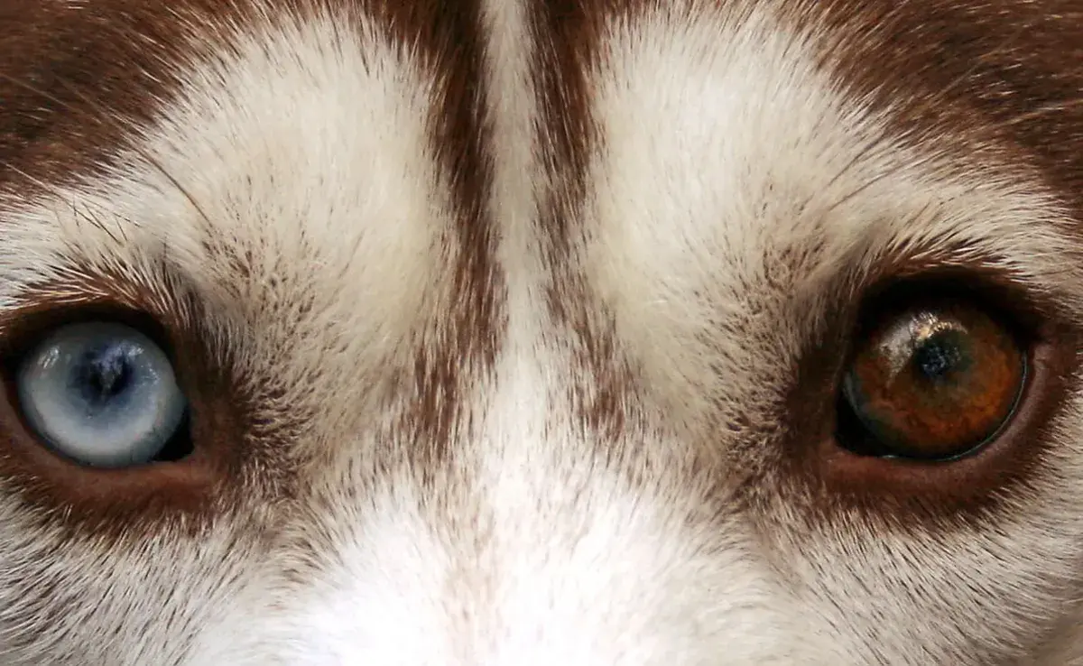 ¿Por qué los ojos de Husky pueden cambiar de color? Descubre las curiosidades.