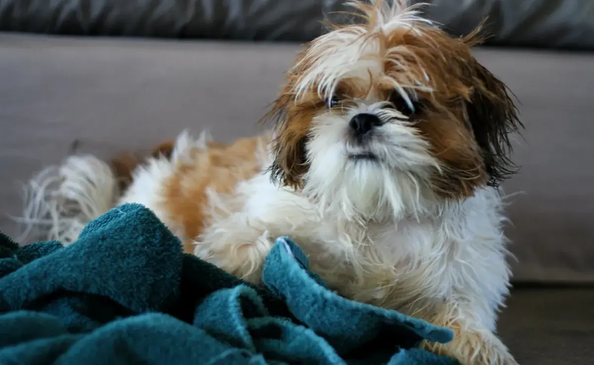 Baño seco para perro: sin complicaciones y sin agua