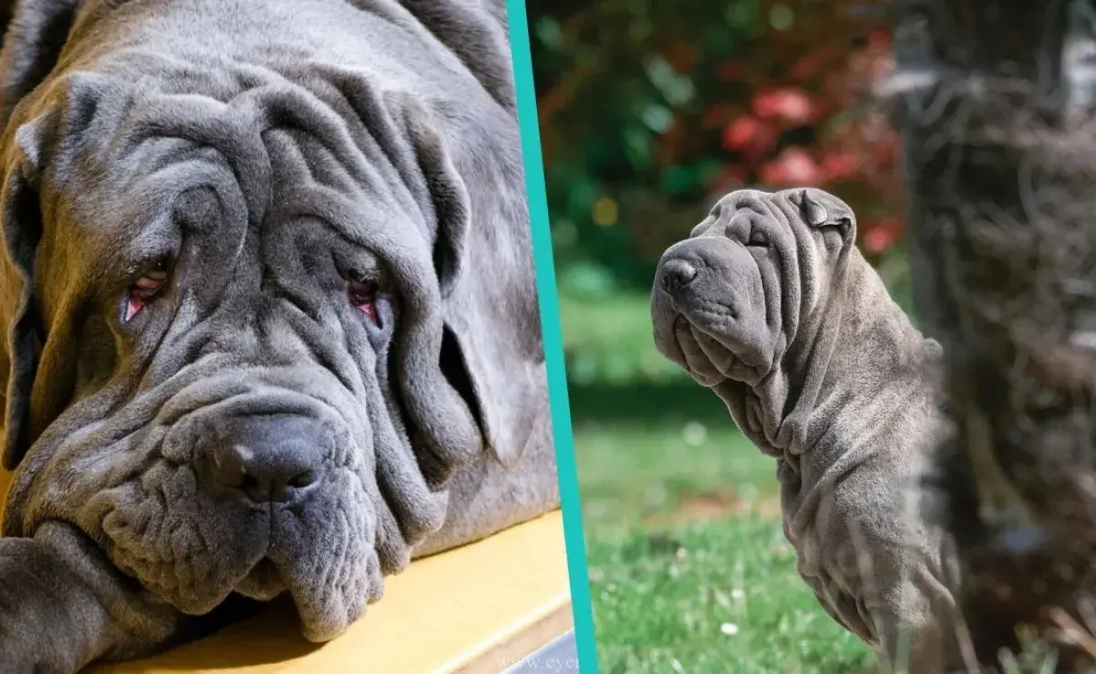 Descubre las razas de perros con pliegues más icónicas: Mastin Napolitano y Shar Pei